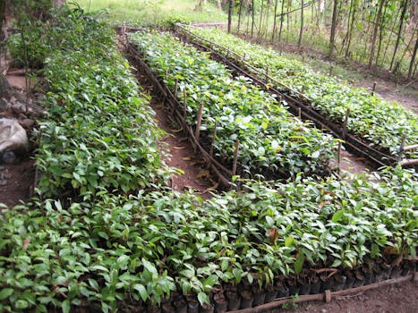 A tree nursery housing seedlings that will be planting on the reforestation plot of the Quirino Forest Carbon project