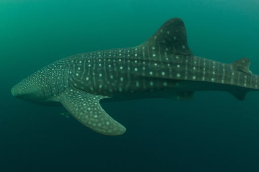 Whale shark #158582 “Pongo”