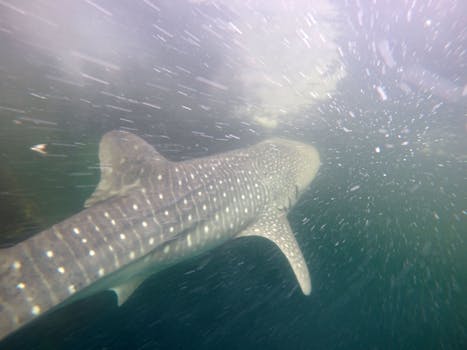 Whale shark #158584 “Merlin”